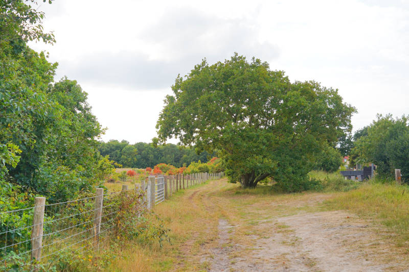 Herbst und Heide Callantsoog